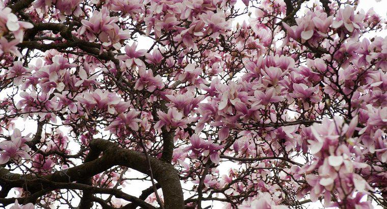 Ce împiedică copacii Magnolia de la înflorire?
