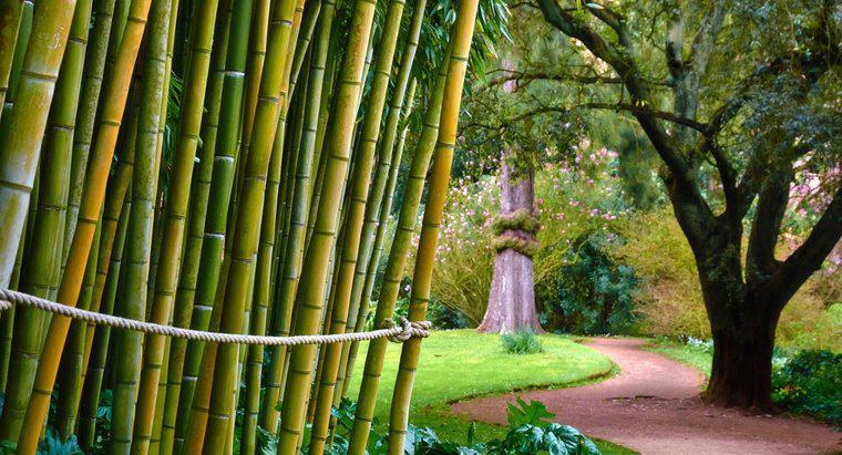 Bamboo este otrăvitor pentru oameni?