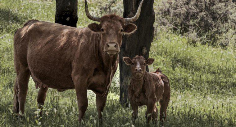 Care este numele unei vacă pentru bebeluși?
