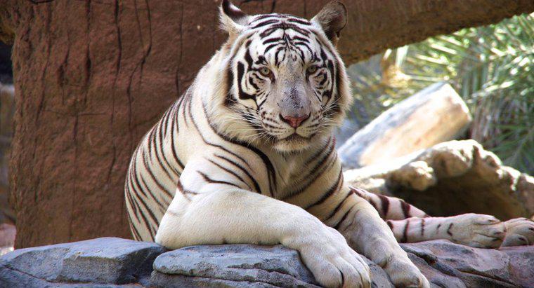 Câți tigri albi sunt lăsați în lume?