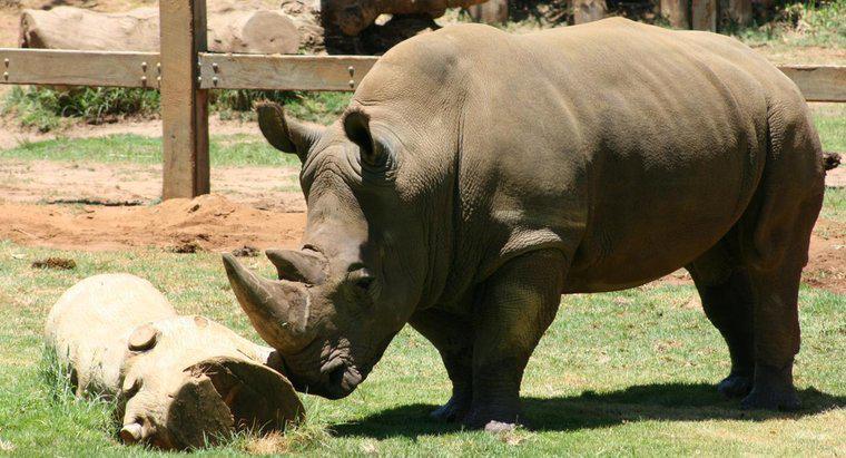 De ce rinocerii au pielea groasa?