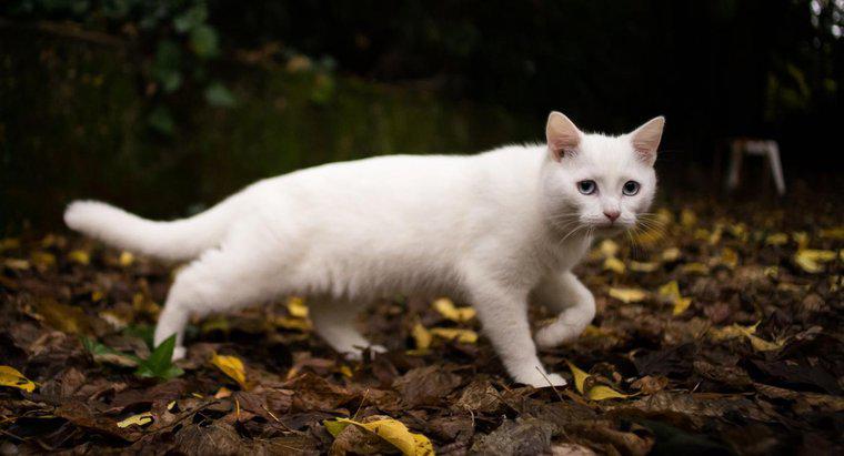 Ce simbolizează o pisică albă?