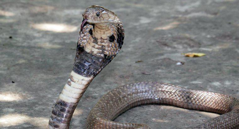 Câte specii de Cobra există?