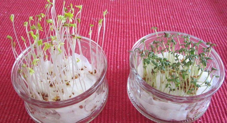 Cât durează semințele de copt să germineze?