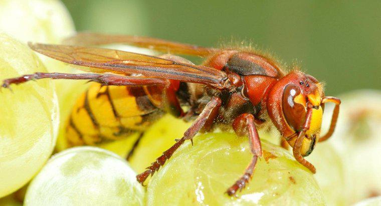Care este diferența dintre viespi și viespi?