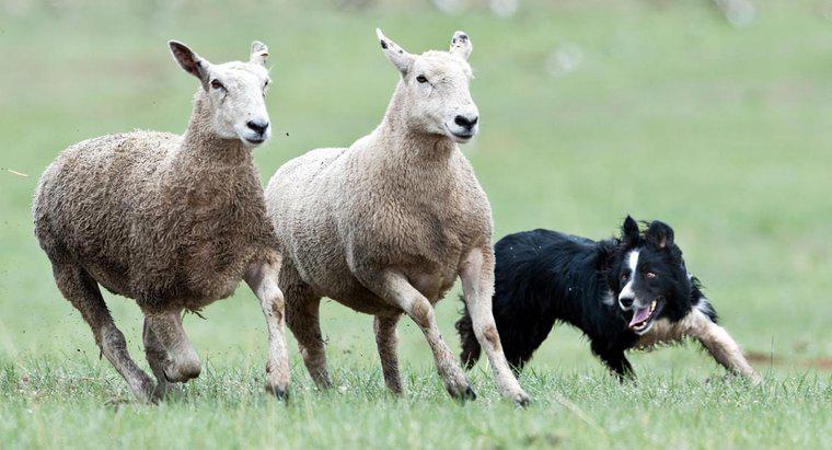 Care sunt diferitele rase de ovine?