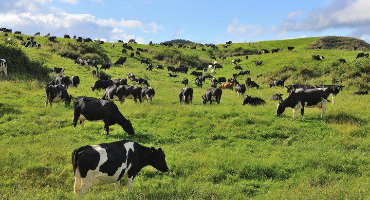 Ce este numit un grup de bovine?