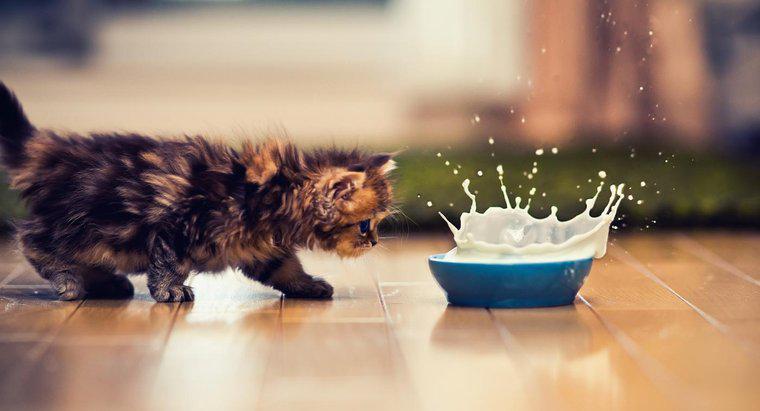 De ce este rău pentru pisici să bea lapte?