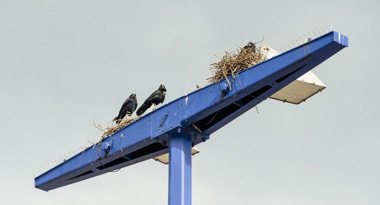 Unde Crows își construiesc cuibul?