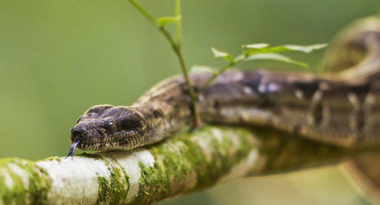 Ce tipuri de plante repetă șerpi?