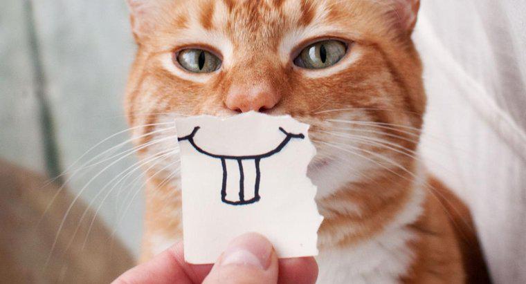 Pisicile pot zâmbi?