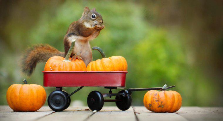 Cum puteți să opriți veverițele de la consumul de dovleci?