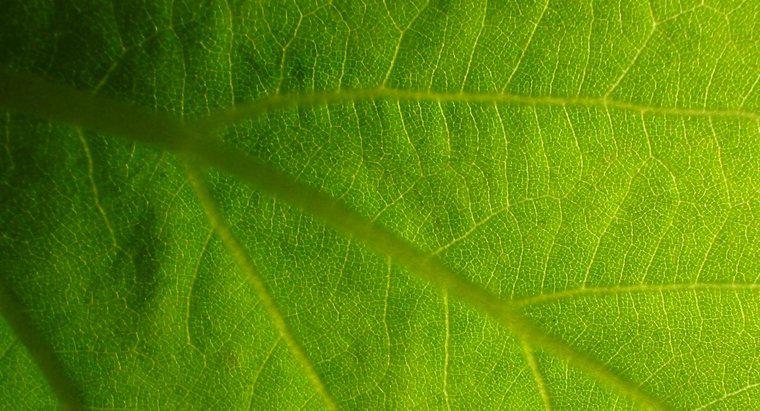 Care este importanța fotosintezei în viață?