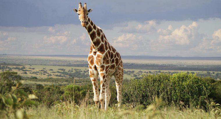 Girafele trăiesc în pădurea tropicală?