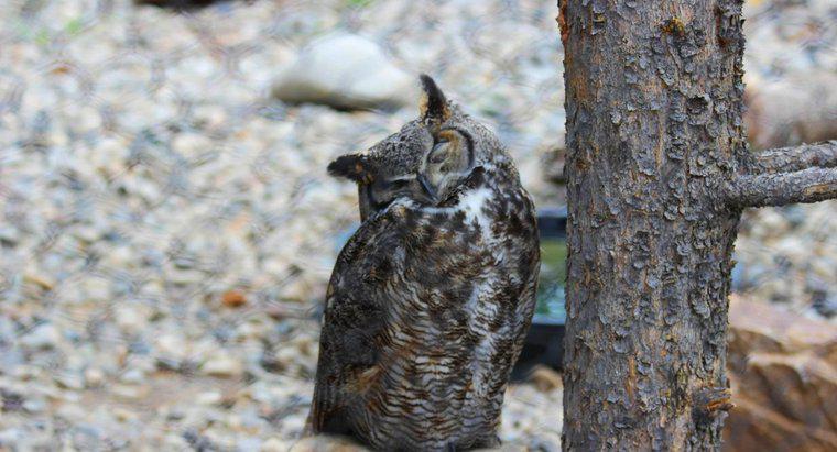 Do Owls Hibernate?