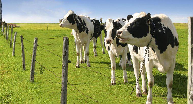 Cât de mult lapte produce o vaci din Holstein?