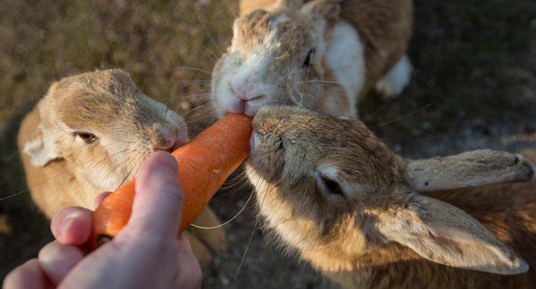 Puteți lăsa iepurii masculi și femele să trăiască împreună?