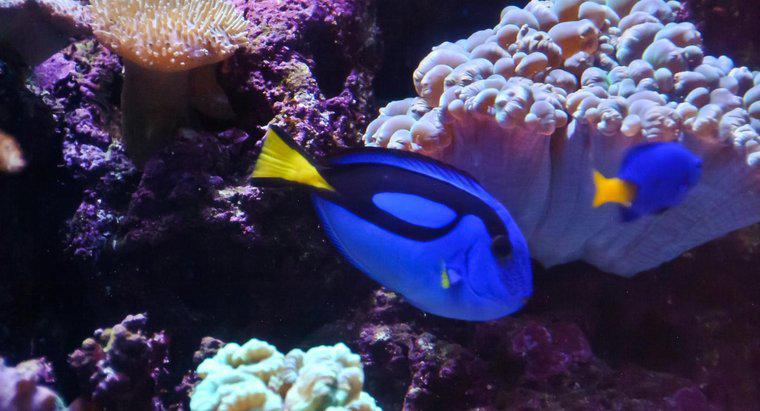 Ce tip de pește este Dory de la găsirea lui Nemo?