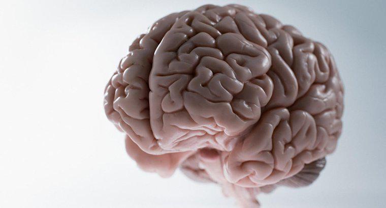 Care este greutatea medie a creierului uman?