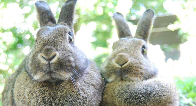Sunt iepurii de erbivore?