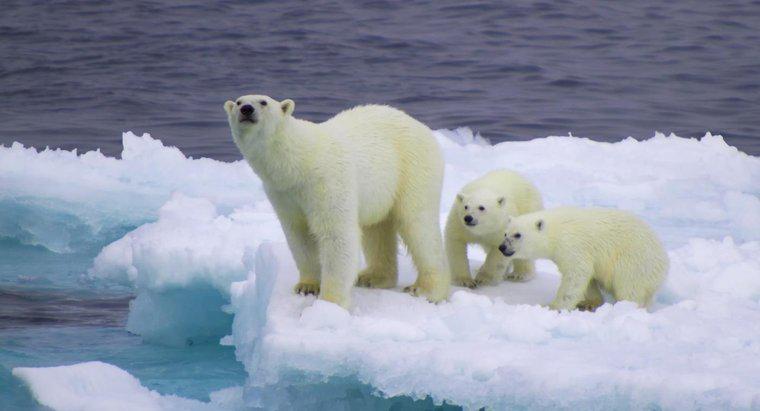 Care este nișa ecologică a ursului polar?