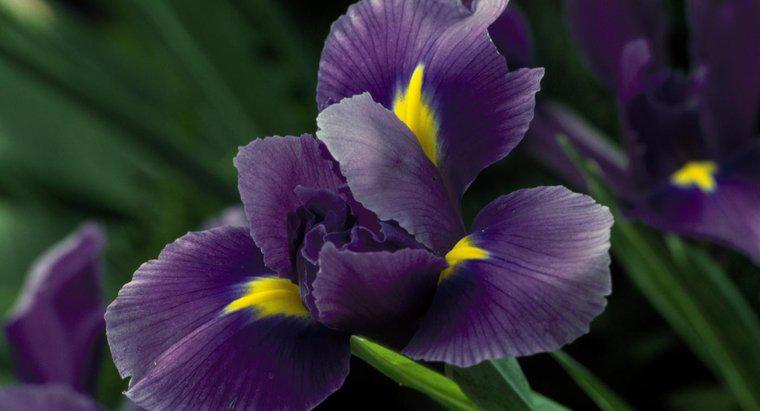 Când florile de Iris înflorește?