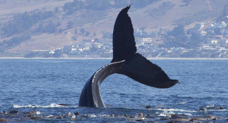 Ce este numit un grup de balene?