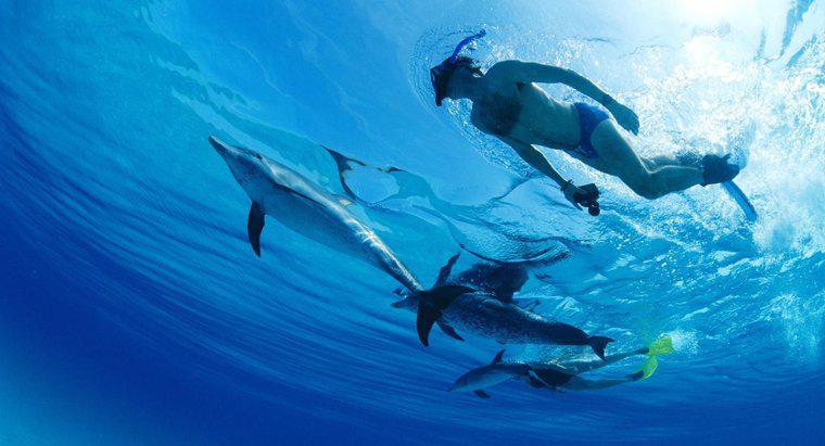 Delfinii sunt mai inteligenți decât oamenii?
