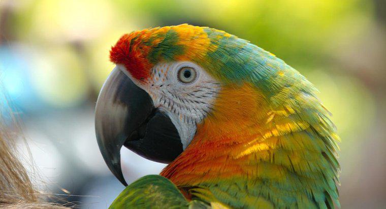 Care sunt Predatorii de papagali?