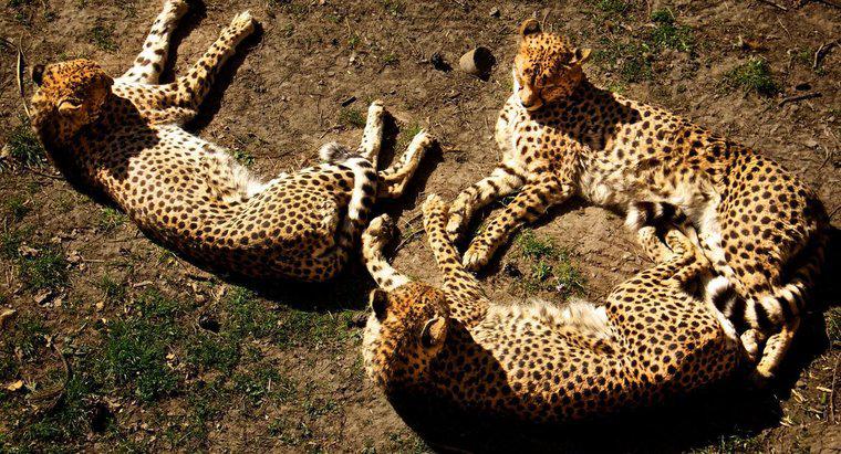 Ce este numit un grup de ghepardi?