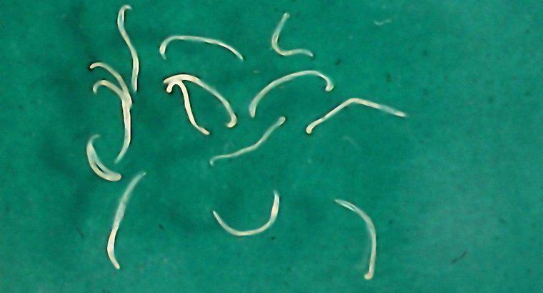 Cum reproduc Tapeworms?