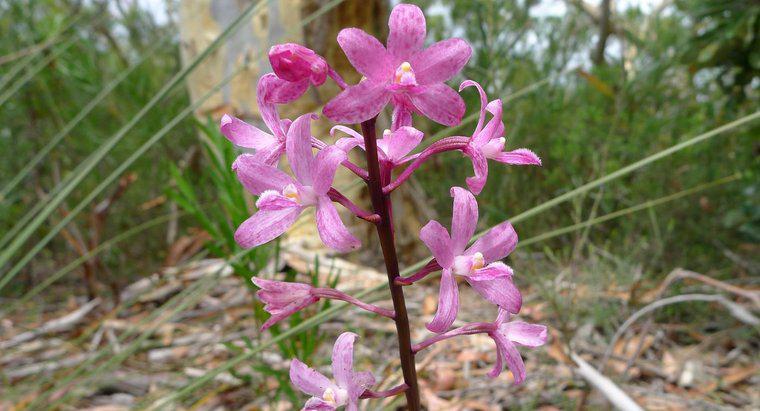 Ce mănâncă orhidee în pădurea ploioasă?