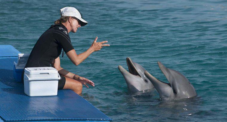 Cum vorbesc delfinii?