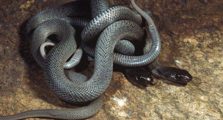Ce este numit un grup de șerpi?