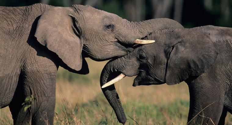 Ce simbolizează elefanții?
