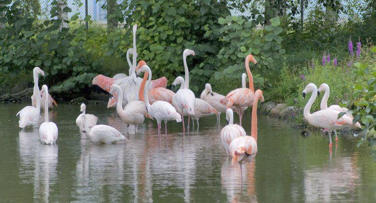 Flamingo-urile sunt în pericol?