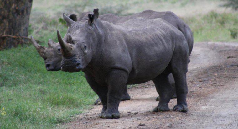 Ce mănâncă rinocerii?