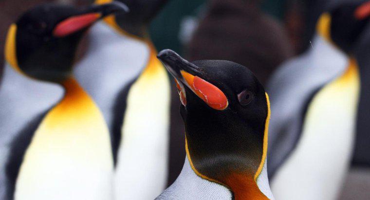 Ce pinguini rege mănâncă?