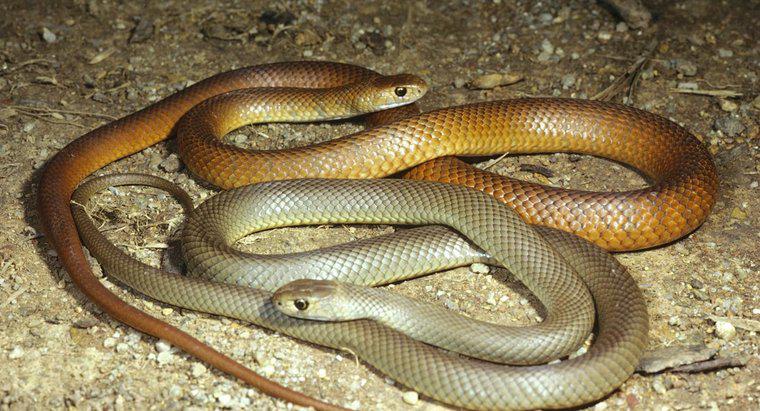 Cum reproduc șerpii?