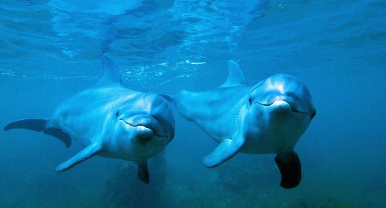 Cum reproduc delfinii de la Bottlenose?