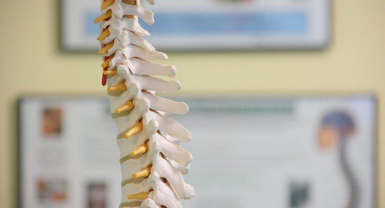 Ce este o leziune pe coloana vertebrală?