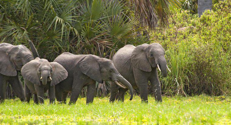 Cât costă Elephantul mediu african?
