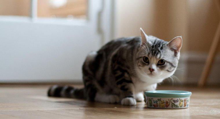 Care este cel mai bun aliment de pisica pentru pisici de interior?