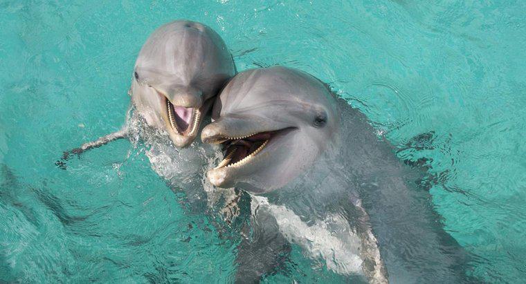 Cât durează delfinii de la botezuri?