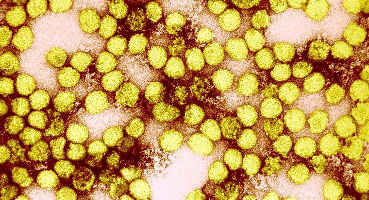 Ce părți ale corpului afectează Febra galbenă?