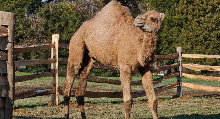 Care animale se execută mai repede: un camel sau un cal?
