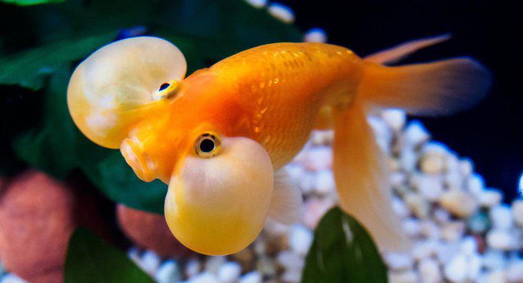 De ce Goldfish Sit la baza unui rezervor?