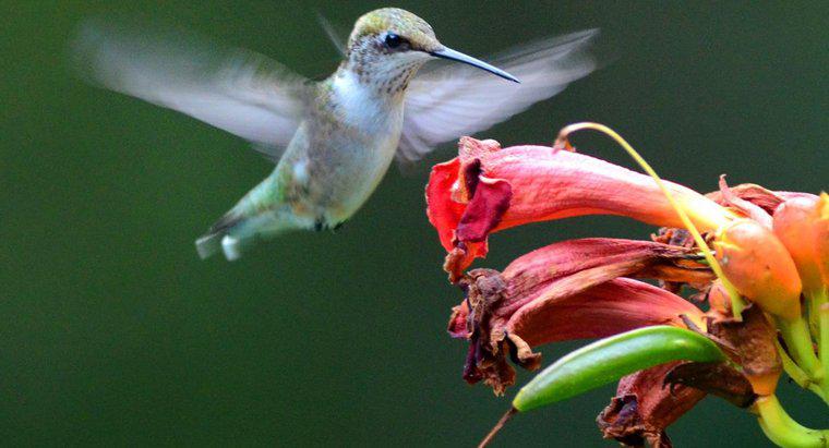 Cum amesteci o soluție de apă și zahăr pentru Hummingbirds?