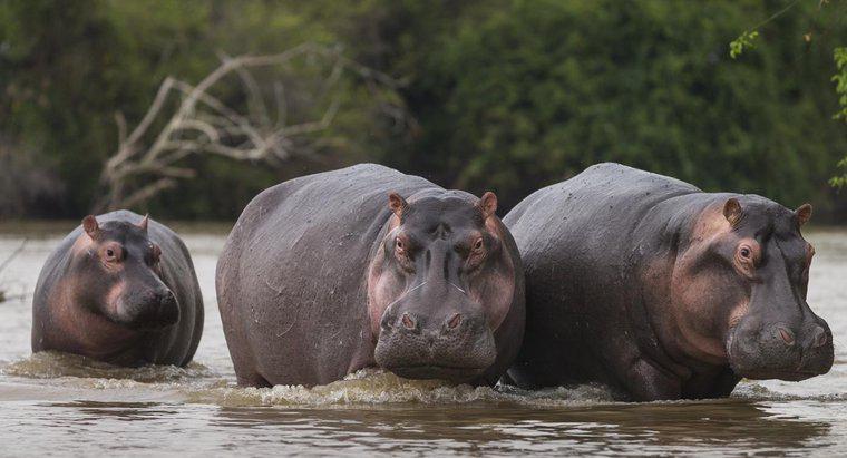 De ce a fost vânat hipopotam în Egiptul antic?