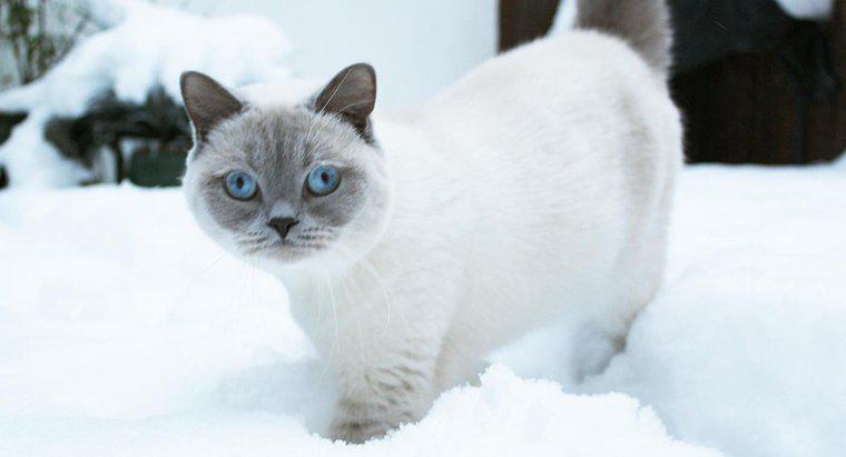 Pisicile primesc o haină mai groasă în timpul iernii?